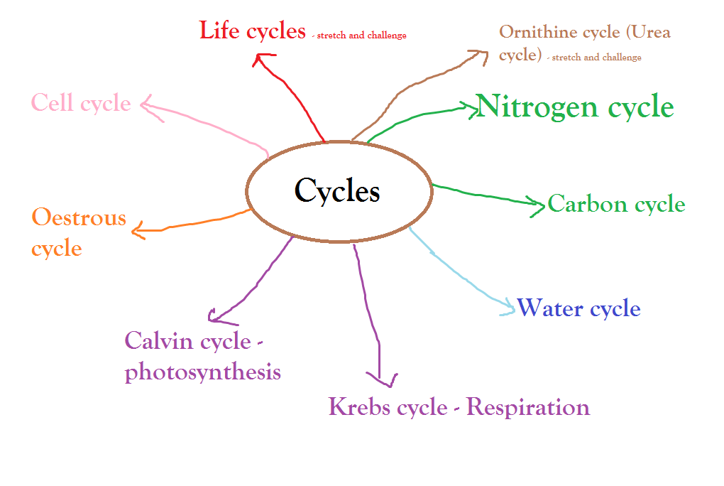 Cycles in biology essay introduction